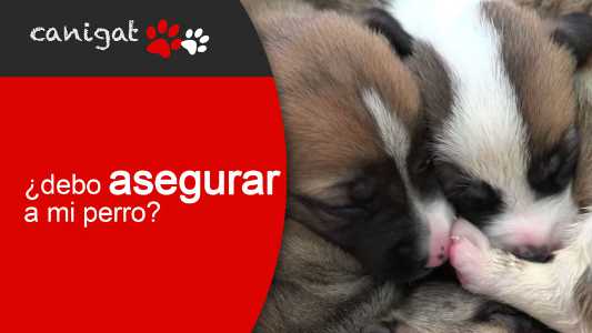 ¿debo asegurar a mi perro?