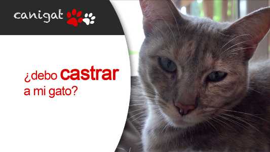 ¿debo castrar a mi gato?