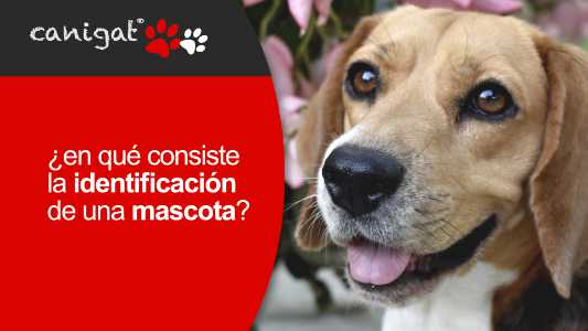 ¿en qué consiste la identificación de una mascota?