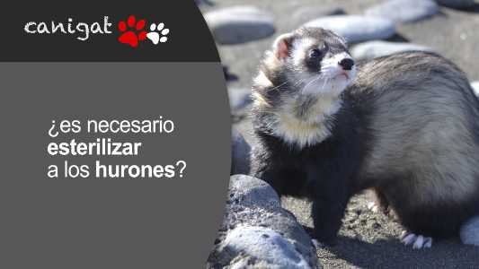 ¿es necesario esterilizar a los hurones?