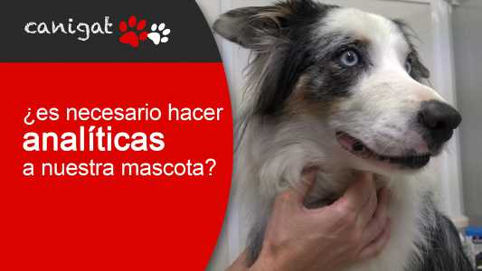 ¿es necesario hacer analíticas a nuestra mascota?