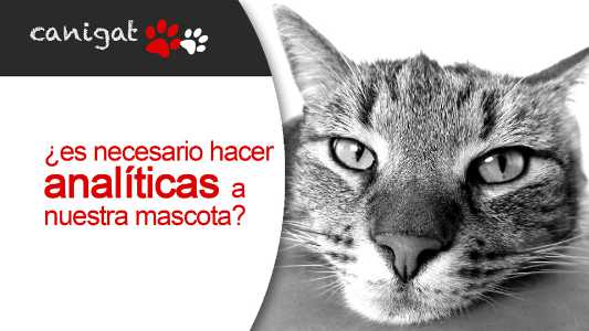 ¿es necesario hacer analiticas a nuestra mascota?