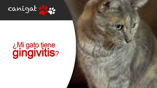 ¿mi gato tiene gingivitis?