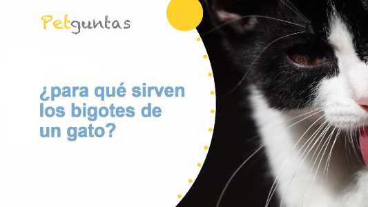 ¿para qué sirven los bigotes de un gato?