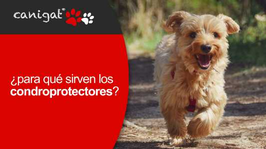 ¿para qué sirven los condroprotectores?