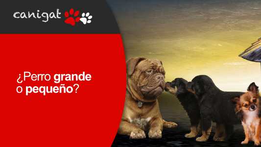 ¿perro grande o pequeño?