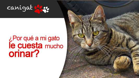 ¿por qué a mi gato le cuesta mucho orinar?