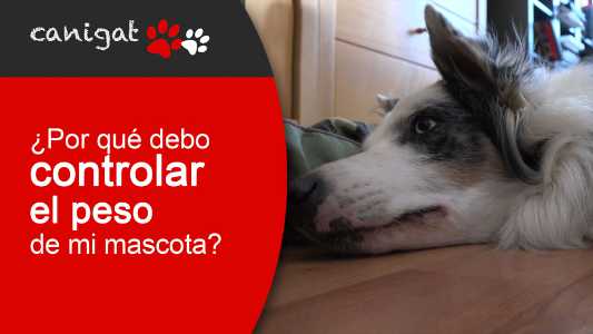 ¿por qué debo controlar el peso de mi mascota?