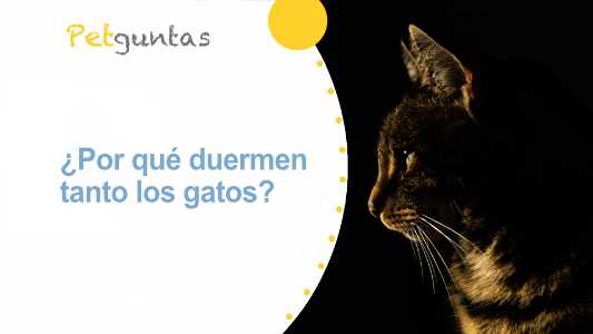 ¿por qué duermen tanto los gatos?