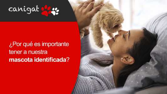 ¿por qué es importante tener a nuestra mascota identificada?