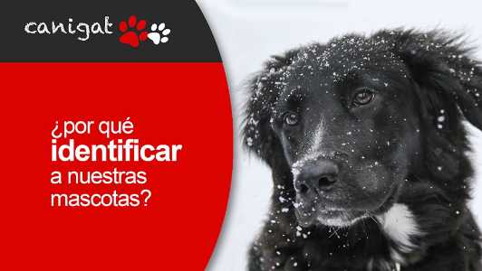 ¿por qué identificar a nuestras mascotas?