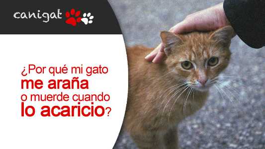 ¿por qué mi gato me araña o muerde cuando lo acaricio?