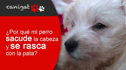 ¿por qué mi perro sacude la cabeza y se rasca con la pata?