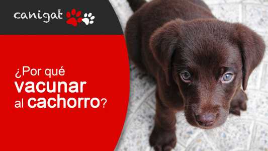 ¿por qué vacunar al cachorro?