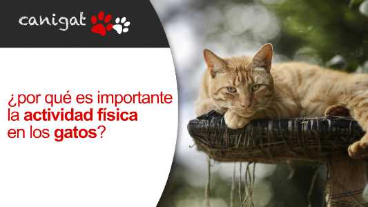 ¿por qué es importante la actividad física en los gatos?