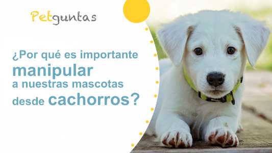 ¿por qué es importante manipular a nuestras mascotas desde cachorros?