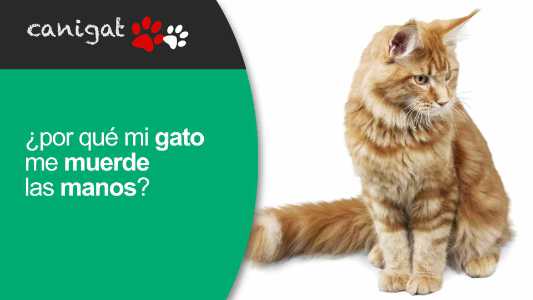 ¿por qué mi gato me muerde las manos?