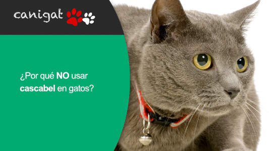 ¿Por qué NO usar cascabel en gatos?