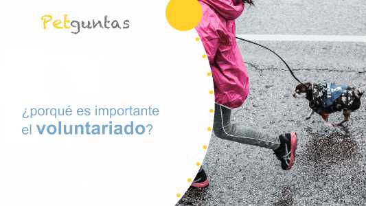 ¿porqué es importante el voluntariado?