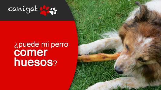 ¿puede mi perro comer huesos?