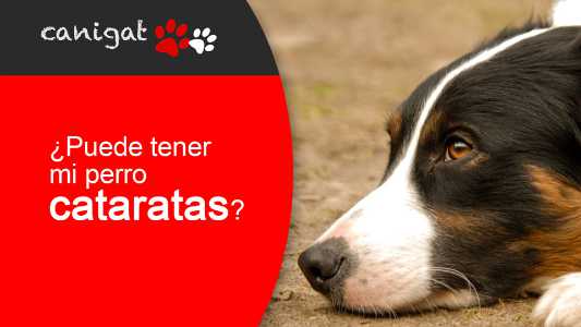 ¿puede tener mi perro cataratas?