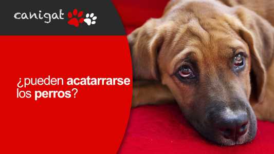 ¿pueden acatarrarse los perros?