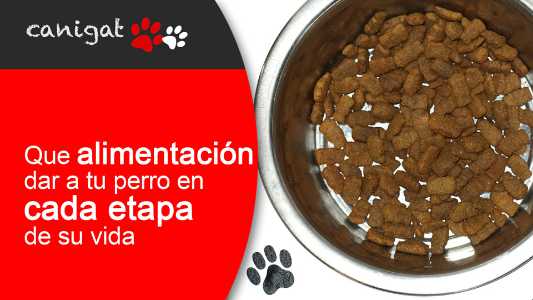 ¿qué alimentación dar a tu perro en cada etapa de su vida?