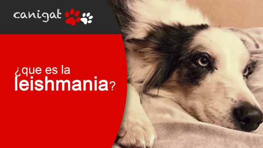 ¿qué es la leishmania?