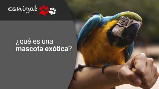 ¿qué es una mascota exótica?