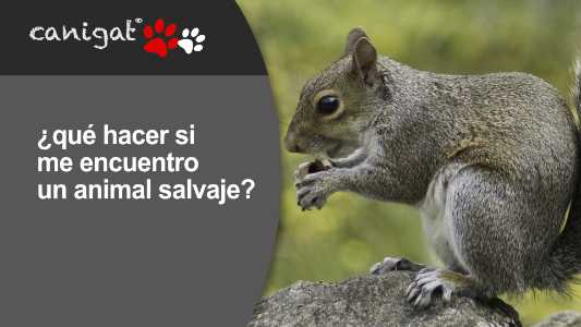 ¿qué hacer si me encuentro un animal salvaje?