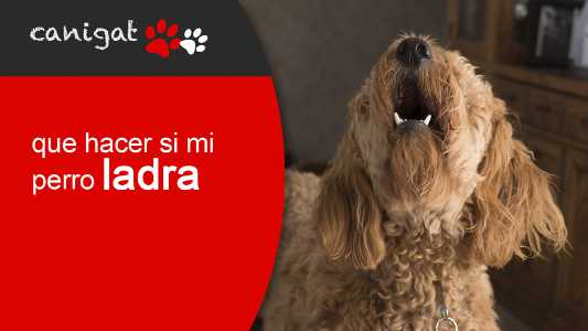 ¿qué hacer si mi perro ladra?