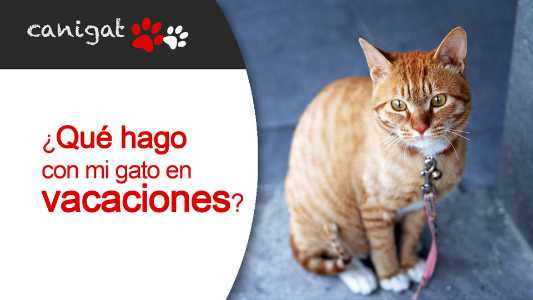 ¿qué hago con mi gato en vacaciones?