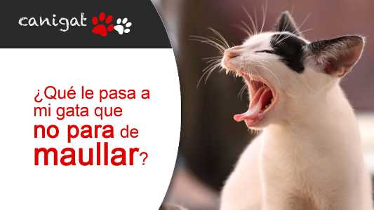 ¿qué le pasa a mi gata que no para de maullar?