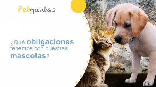 ¿qué obligaciones tenemos con nuestras mascotas?