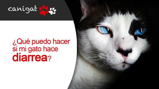 ¿qué puedo hacer si mi gato hace diarrea?