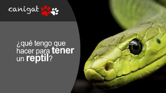 ¿qué tengo que hacer para tener un reptil?