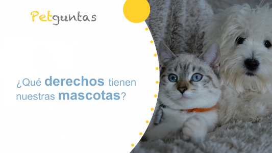 ¿qué derechos tienen nuestras mascotas?