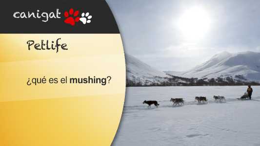 ¿qué es el mushing?