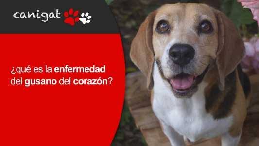 ¿qué es la enfermedad del gusano del corazón?