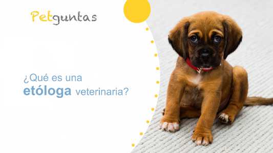 ¿qué es una etologa veterinaria?