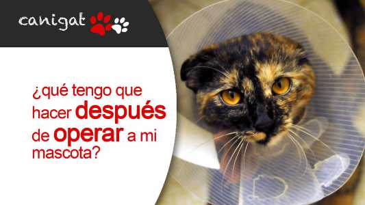 ¿que tengo que hacer después de operar a mi mascota?