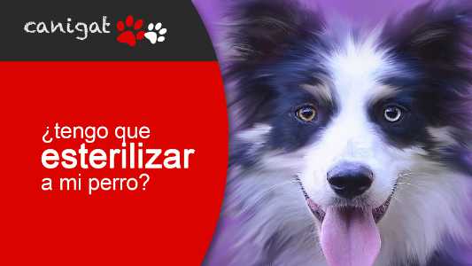 ¿tengo que esterilizar a mi perro?