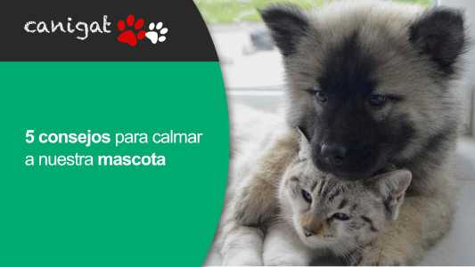 5 consejos para calmar a nuestra mascota