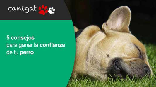 5 consejos para ganar la confianza de tu perro