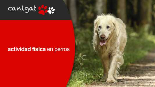 actividad física en perros