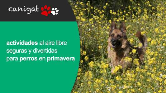 Actividades al aire libre seguras y divertidas para perros en primavera