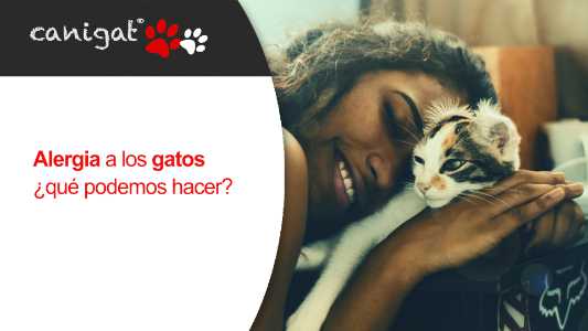 Alergia a los gatos, que podemos hacer