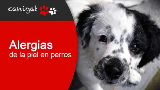 alergias de la piel en perros