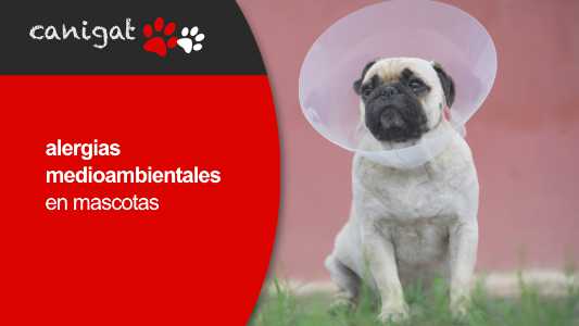 alergias medioambientales en mascotas