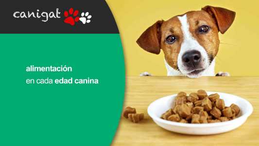 alimentación en cada edad canina